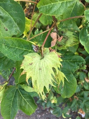 Gossypium barbadense