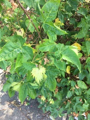 Gossypium barbadense
