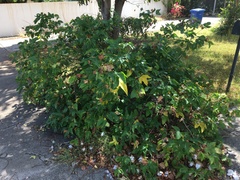 Gossypium barbadense