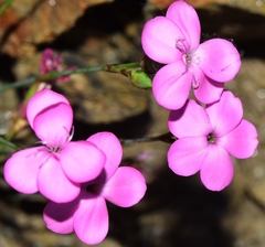 Dianthus pungens brachyanthus