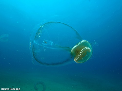 photo of Salps (Salpida)