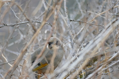 Trochalopteron variegatum