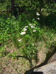 Erigeron