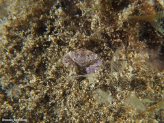 Nanocassiope melanodactylus