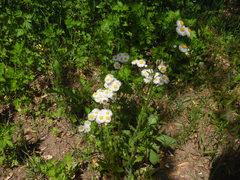 Erigeron