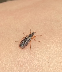 Bibio xanthopus