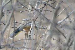 Trochalopteron variegatum