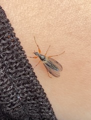 Bibio xanthopus
