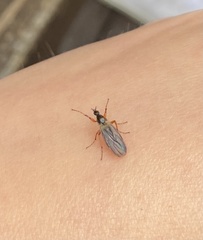 Bibio xanthopus