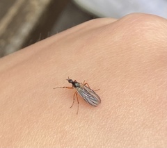 Bibio xanthopus