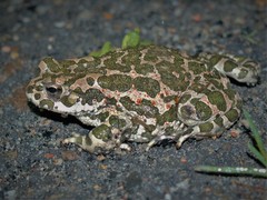 Bufotes viridis viridis