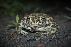 Bufotes viridis viridis