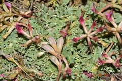 Astragalus incanus incanus