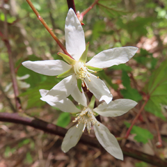 Rubus palmatus coptophyllus