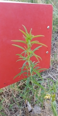 Asclepias fascicularis