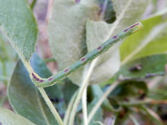 Eupithecia insigniata