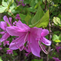 Rhododendron wadanum