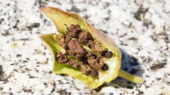 Mirabilis multiflora pubescens