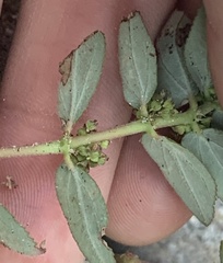 Euphorbia hirta image