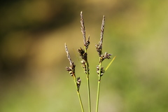 Carex rossii