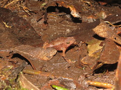 Rhinella festae
