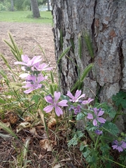 Malva sylvestris