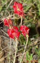 Linaria aeruginea