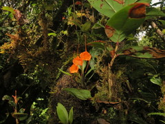 Masdevallia hirtzii
