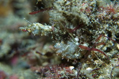 Idiotropiscis lumnitzeri