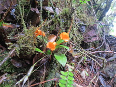 Masdevallia hirtzii