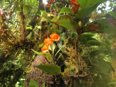 Masdevallia hirtzii