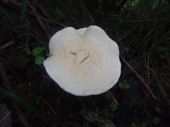 Leucopaxillus cerealis
