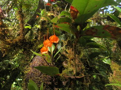 Masdevallia hirtzii