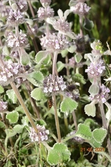 Marrubium supinum