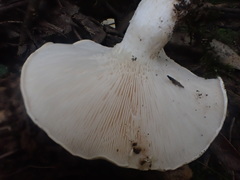 Leucopaxillus cerealis