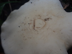 Leucopaxillus cerealis