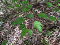 Rubus palmatus coptophyllus