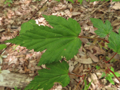 Rubus palmatus coptophyllus
