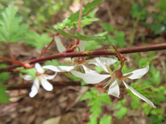 Rubus palmatus coptophyllus