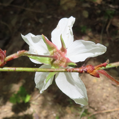 Rubus palmatus coptophyllus