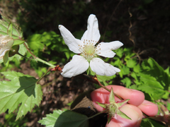 Rubus palmatus coptophyllus