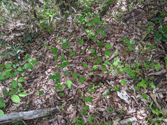 Rubus palmatus coptophyllus