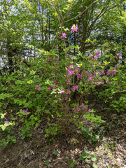 Rhododendron wadanum
