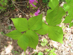 Rhododendron wadanum