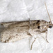 Navel Orangeworm Moth - Photo (c) David G. Barker, some rights reserved (CC BY-NC), uploaded by David G. Barker