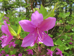 Rhododendron wadanum