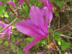 Rhododendron wadanum