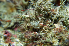 Idiotropiscis lumnitzeri