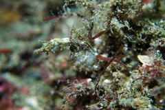 Idiotropiscis lumnitzeri