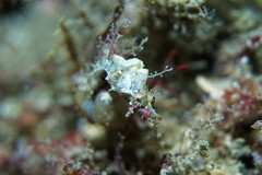 Idiotropiscis lumnitzeri